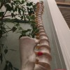 Bolton Chiropractic