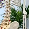Bolton Spinal Health
